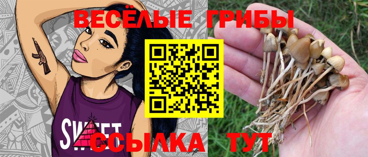 Галлюциногенные грибы Psilocybe  Галлюциногенные грибы Psilocybe  Вход с VPN  Ковров 